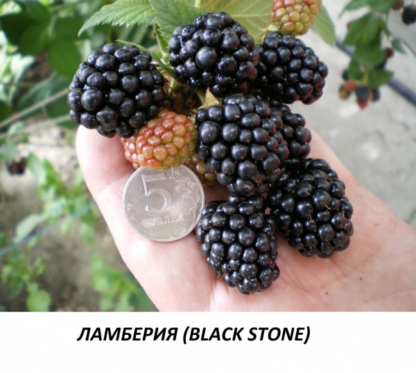 Ламберия Black stone